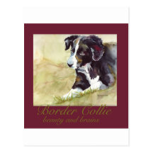 Border Collie Beauty and Brains Postcards
