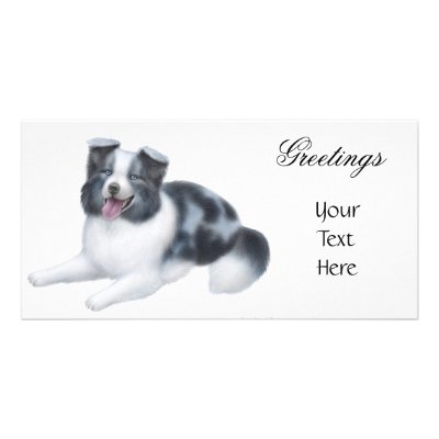 Border Collie Blue Merle Photo Card by twopurringcats