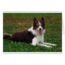 Border Collie Card