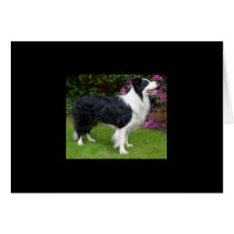 Border Collie Card