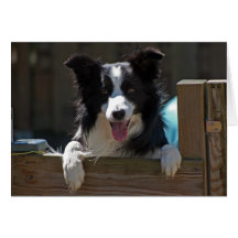 Border collie cards