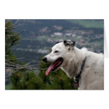 border collie cards
