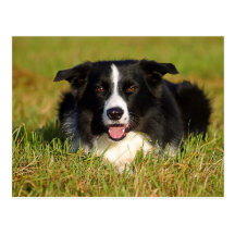 Border collie carte postale