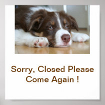Border Collie Dog Closed Business Sign Poster