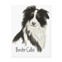 Border Collie Dog o Postcards