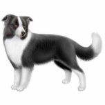 Border Collie Dog Ornament Acrylic Cut Outs
