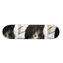 Border Collie Dog  Skateboard