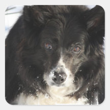 Border Collie Dog  Stickers