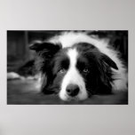 Border collie eyes posters