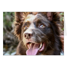 Border Collie Greeting Card