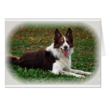 Border Collie Greeting Card