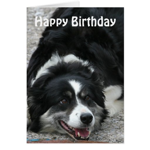 Border Collie Happy Birthday Greeting Card Zazzle