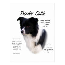 Border Collie History Design Postcard