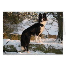 Border Collie in Snow Greeting Card