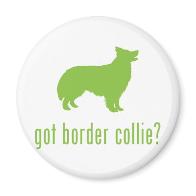 Border Collie by Pawdboy
