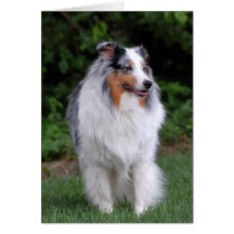 Border Collie note card