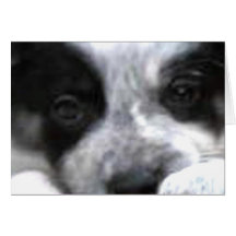Border Collie Notecard