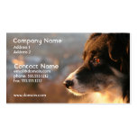 Border Collie Photo Business Card