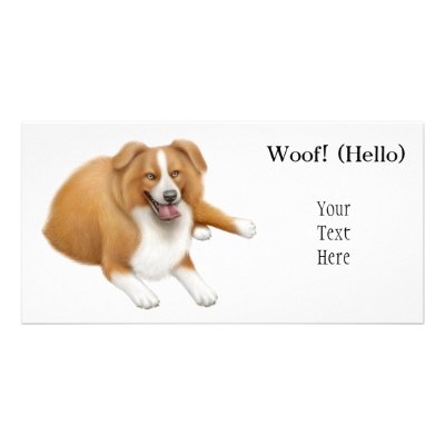 Border Collie Photo Card by twopurringcats