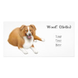 Border Collie Photo Card photo cards