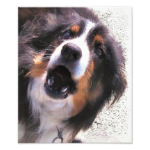 BORDER COLLIE PHOTOGRAPH