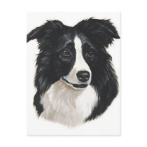 Border Collie Portrait Post Cards