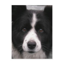 Border Collie Postcard