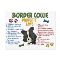 Border Collie Property Laws 4