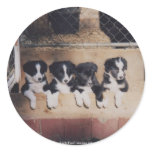 Border Collie Puppies Dog Photo Sticker Label
