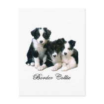 Border Collie Puppies Post Cards