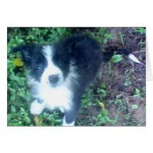Border Collie Puppy~Photo Card