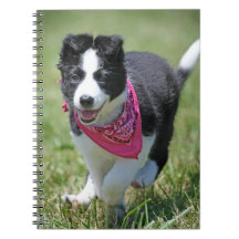 Border Collie Puppy running Notebooks