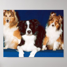 Border Collie & Shelties Poster