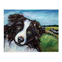 Border collie smile postcards