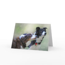 Border Collies Greeting Card