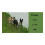 Border Collies - Tipper/Dixie ashore