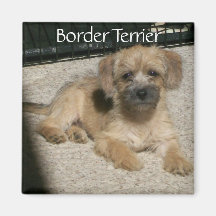 Border Terrier Magnet