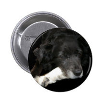 Bordercollie Pins