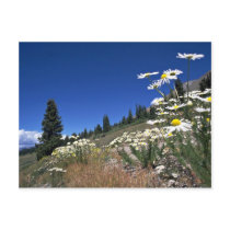 Boreas Pass, Breckenridge, U.S.A. at the Cornish R Postcard
