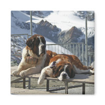 bored st bernard