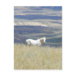 Born Free Wild Mustang Horse Postcard