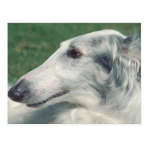 Borzoi Post Card