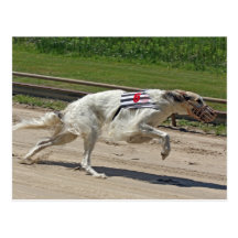 borzoi postcard