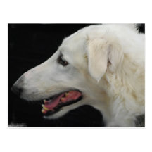 Borzoi Postcard
