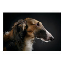 borzoi postcard