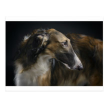 borzoi postcards