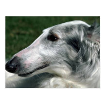 Borzoi, Russian Wolfhound Post Card