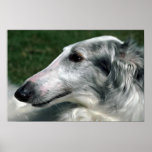 Borzoi, Russian Wolfhound Poster