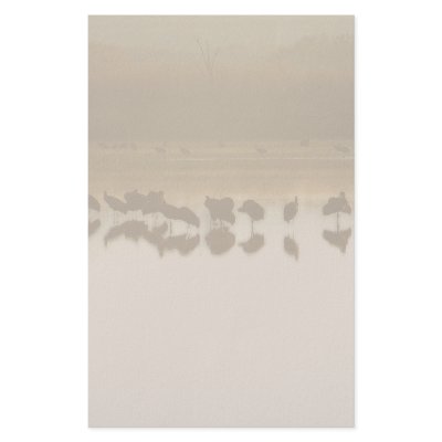 Bosque del Apache Cranes Stationery by farmer77
