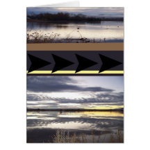 Bosque del Apache NWR Card